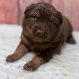 Shepherd - Green Collar - Red tri-color male Australian Shepherd puppy in San Marcos, California from Faith Family Freedom Farm