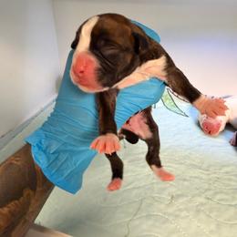 Bonnie - Brindle female Boxer puppy in Oak Lawn, Illinois from Pawfect Pets