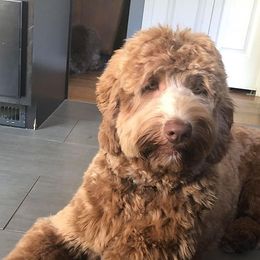 Taffy - Australian Labradoodle