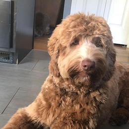 Taffy - Australian Labradoodle