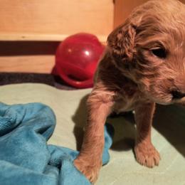 Australian Cobberdog Puppies from Lively Acres Cobberdogs