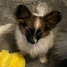 Hover (Special Criteria) - Red white and sable female Papillon puppy in Bradyville, Tennessee from Pinnacle Papillons