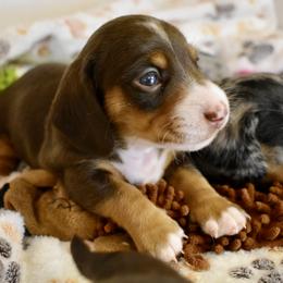 Wyatt AKC - Piebald male Dachshund puppy in De Land, Florida from Pretty Painted Mini Doxies
