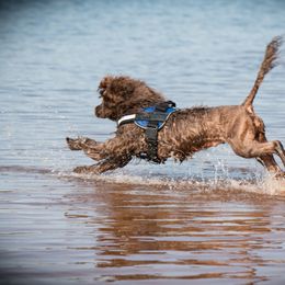 "Sierra" Portuguese Water Dog All Grown Up from Belladonna Farm Portuguese Water Dogs