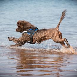 "Sierra" Portuguese Water Dog All Grown Up from Belladonna Farm Portuguese Water Dogs