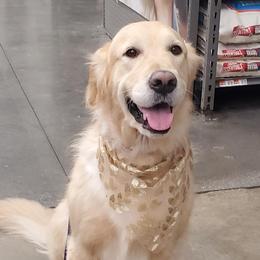 Bailey - Golden Retriever