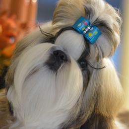 Armani - Shih Tzu