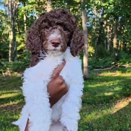 Taco - Parti female Poodle puppy in Dover, Delaware from Dogtastic Poodles