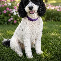 Emmy - Bernedoodle