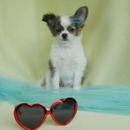 Izzy - Black sabled fawn male Chihuahua puppy in Bois D Arc, Missouri from Carsten's Chihuahuas