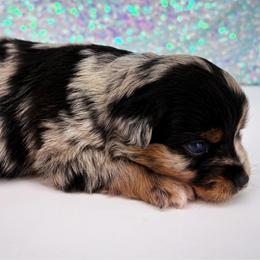 Penny - Blue merle female Miniature American Shepherd puppy in Smithville, Arkansas from Cooper Creek Aussies