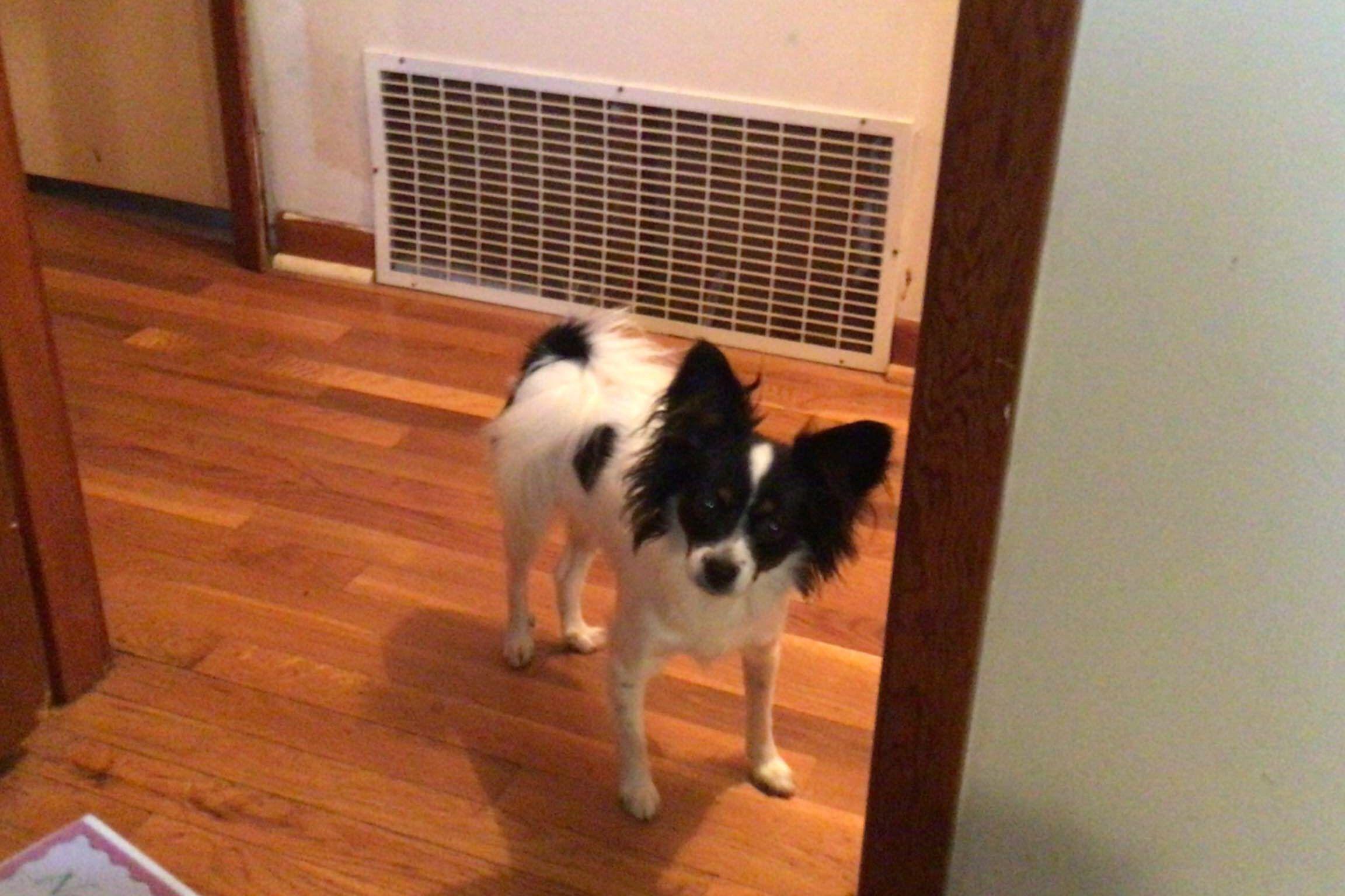 Cherie Ray's Papillons in Kentucky Papillon puppies Good Dog