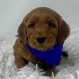 Eden's Blue Male - Apricot male Goldendoodle puppy in Great Falls, Montana from Montana Goldendoodles