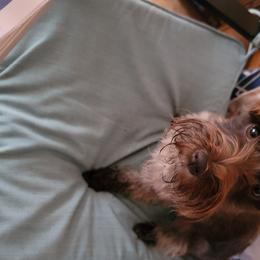 Coco  - Miniature Schnauzer