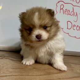“Coconut” - Chocolate sable male Pomeranian puppy in Anchorage, Alaska from Arctic Pomeranians
