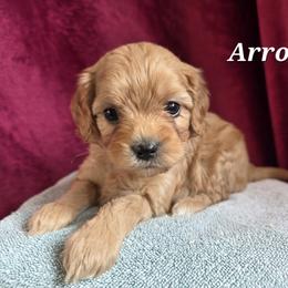 Aussiedoodle, Bernedoodle, Bernese Mountain Dog, Cavapoo, Poodle, and Sheepadoodle Puppies from Draper Mountain Doodles