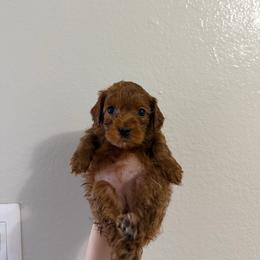 Bailey - Red female Cavapoo puppy in Fort Worth, Texas from Aloha Paradise Poodles LLC