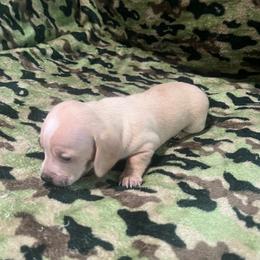 Boy 3 - Cream male Dachshund puppy in Saint Jo, Texas from Reeves Dashing-Hounds