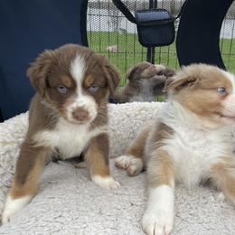 Australian Shepherd Puppies from Quiet Cove Kennels