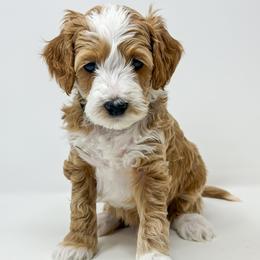 Yeti - Red  male Goldendoodle puppy in Florence, South Carolina from Candy Doodles