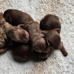 The Hatter- Alice in Wonderland Theme Litter. - Chocolate and tan female Dachshund puppy in Woodland, Washington from SJs Dachshunds