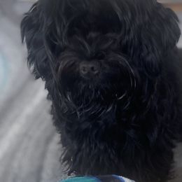 Zoey - Yorkshire Terrier