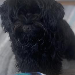 Zoey - Yorkshire Terrier