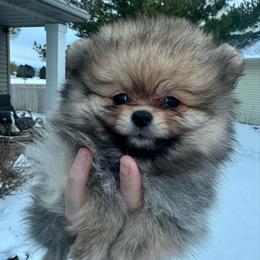 Bebe - Orange sable female Pomeranian puppy in Waterloo, Indiana from Garcias Pomeranian