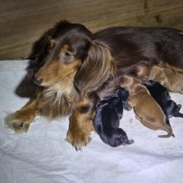 Yael - Chocolate male Dachshund puppy in Dade City, Florida from Kingpindoxies