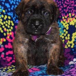 Mastiff Puppies from Mastiffs of Middle Earth