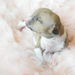 Nova - White and sable female Italian Greyhound puppy in Lancaster, Texas from Lopez G Kennel