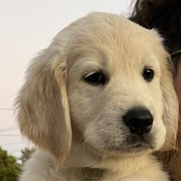 Light Blue Boy - Light golden male Golden Retriever puppy in Fremont, Ohio from Mi-Kels Belgians and Goldens