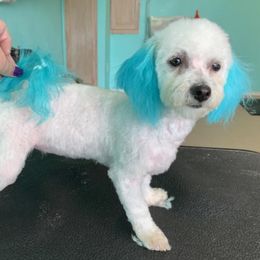 Lavern - Bichon Frise