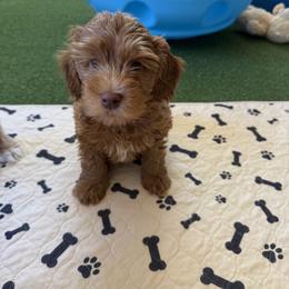 Australian Labradoodle Puppies from Napa Valley Australian Labradoodles