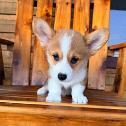 Rover - Red male Pembroke Welsh Corgi puppy in El Dorado Springs, Missouri from Trixie Dixie