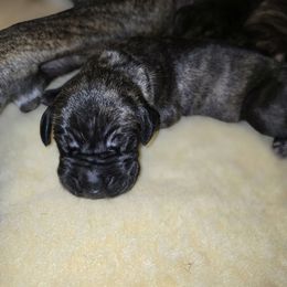 Doberman Pinscher and Great Dane Puppies from Draggin Dobermans & Great Danes