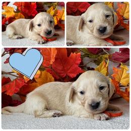 Frank - Cream male Dachshund puppy in Bartow, Florida from Buck Fifty Ranch doxies