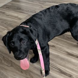 Labrador Retriever Puppies from Mountain Labradors