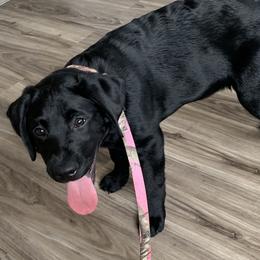 Labrador Retriever Puppies from Mountain Labradors