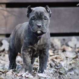 Cane Corso Puppies from Coastal View Kennels