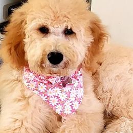 Goldendoodles from Sunny's Goldendoodles