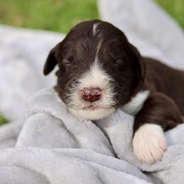Harley Quin - Brown and white female Aussiedoodle puppy in Bedford, Virginia from Brandt Farms Aussiedoodles