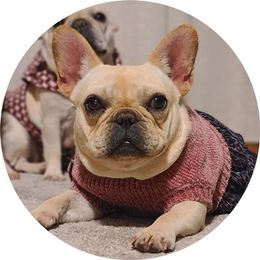 Quaker - French Bulldog