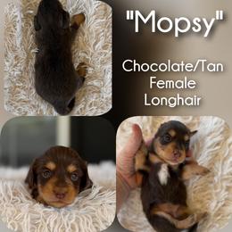 Girl 3 - Mopsy - Chocolate and tan female Dachshund puppy in London, Kentucky from Steele Half Acre Homestead