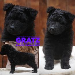 Gratz - Black female Mudi puppy in Gatlinburg, Tennessee from Greenbrier