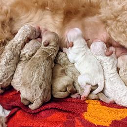 Double Doodle and Goldendoodle Puppies from Big Red Paw Doodles