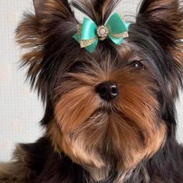Lil Man - Yorkshire Terrier