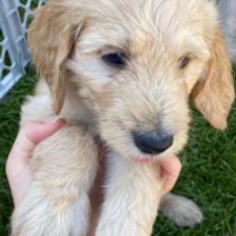 Goldendoodles from Island 7 Goldendoodles