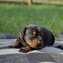 Blain - Black and rust male Doberman Pinscher puppy in Toney, Alabama from Bhon Mhuir Dobermanns