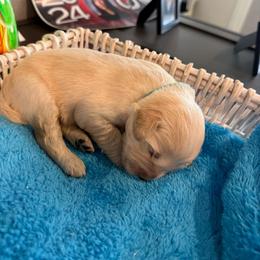 Majik Bear - Light golden male Golden Retriever puppy in Baldwin Park, California from Mountain Valley Retrievers